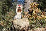 YORKSHIRE TERRIER 202